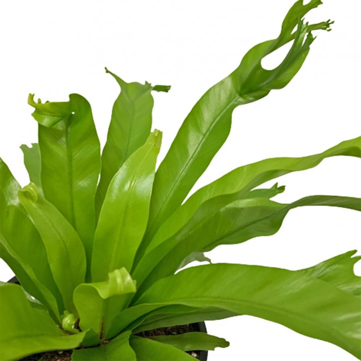 Asplenium 'Crissie Amy'