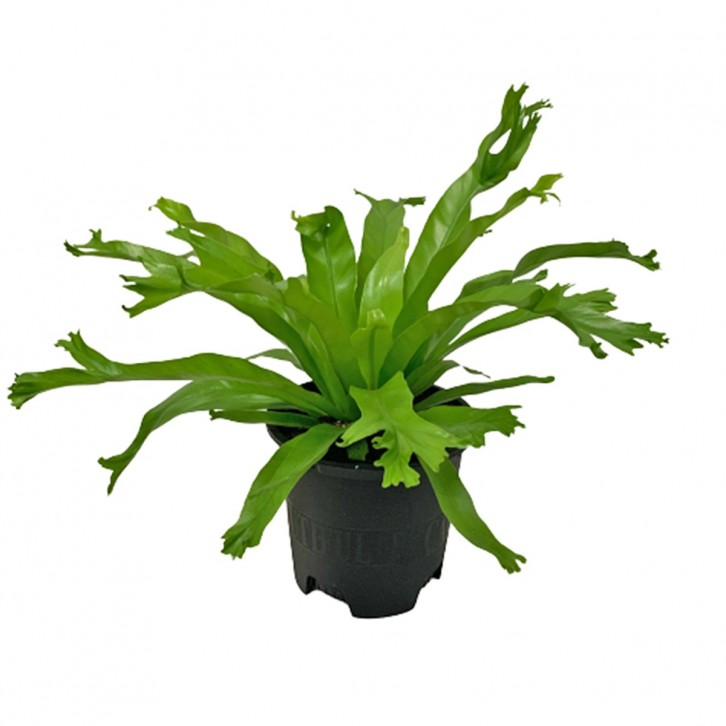 Asplenium 'Crissie Amy'
