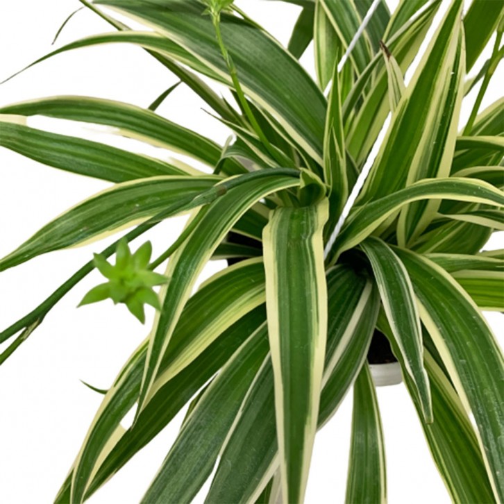 Chlorophytum Comosum - White Edge (Spider Plant)