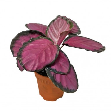 Calathea Picturata Crimson