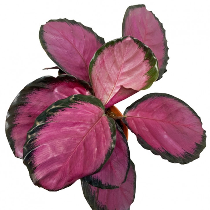 Calathea Picturata Crimson