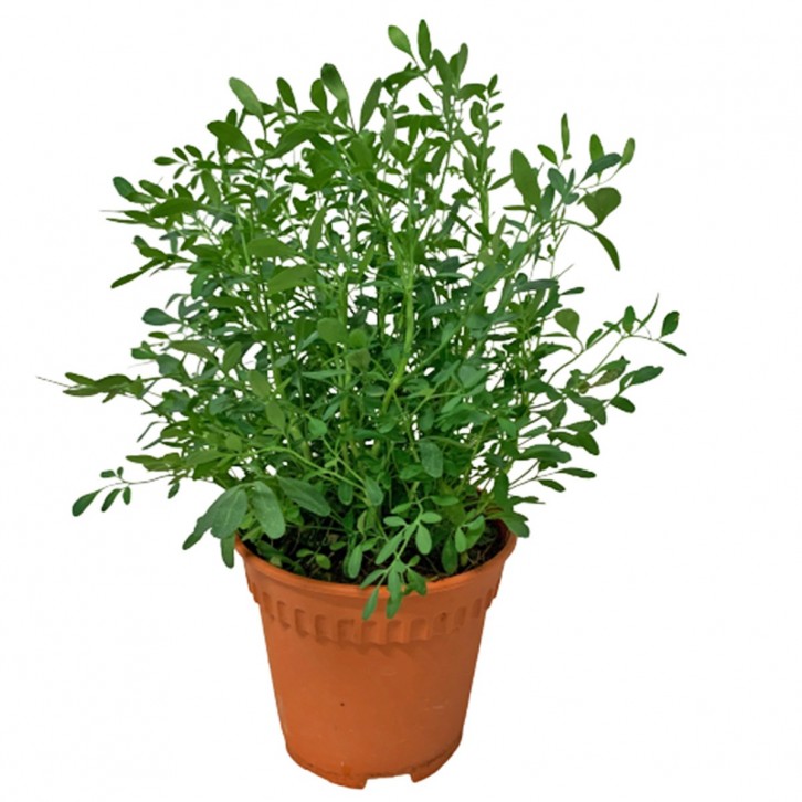 Common Rue 臭草 (Ruta Graveolens)