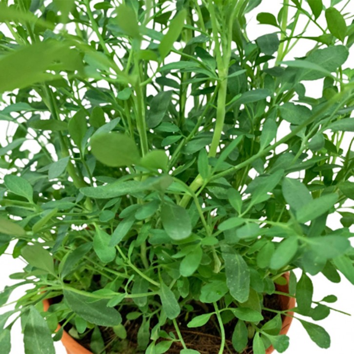 Common Rue 臭草 (Ruta Graveolens)