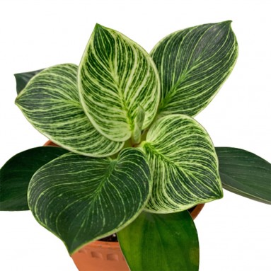 Philodendron Birkin