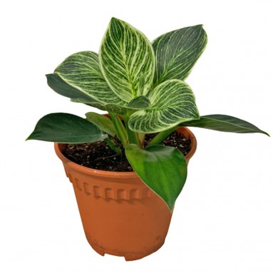Philodendron Birkin