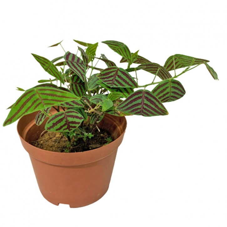 Christia Obcordata (Swallow Tail)