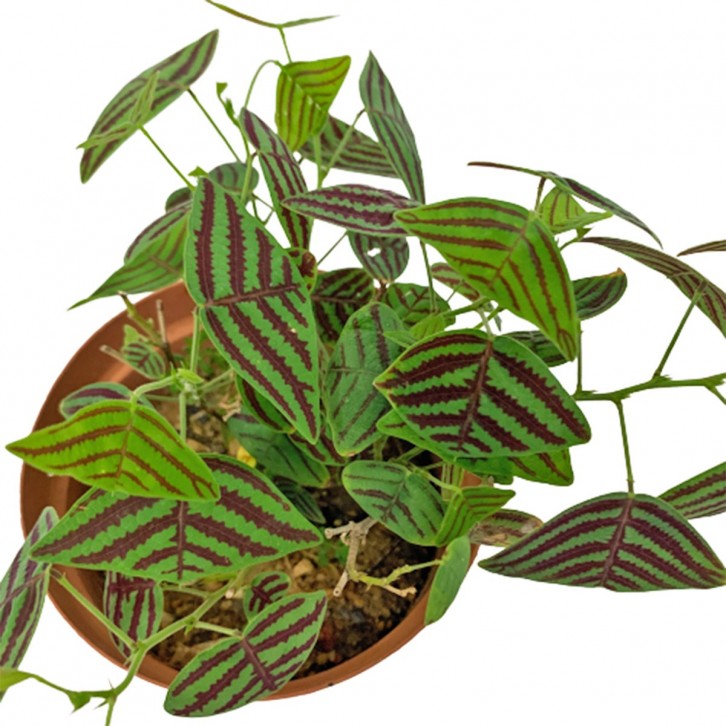 Christia Obcordata (Swallow Tail)