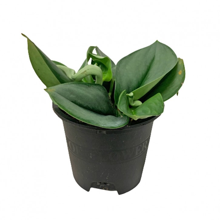 Scindapsus Treubii 'Moonlight'