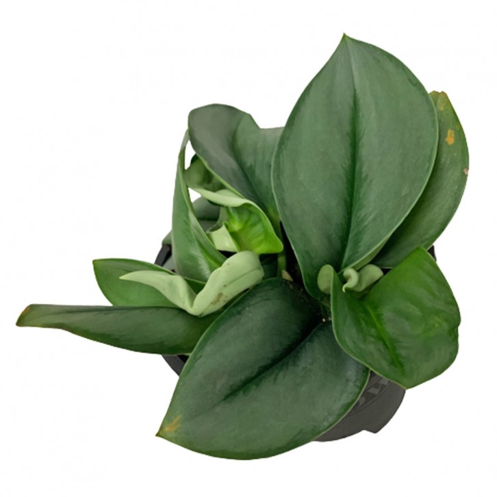 Scindapsus Treubii 'Moonlight'