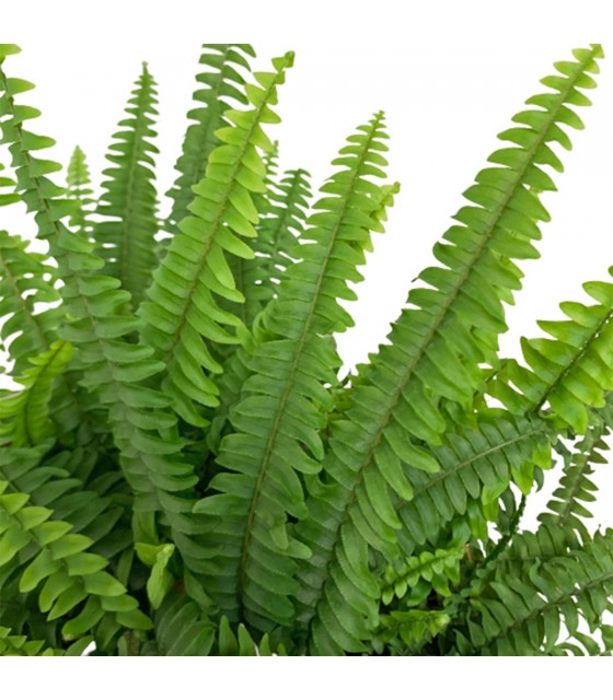 Ferns