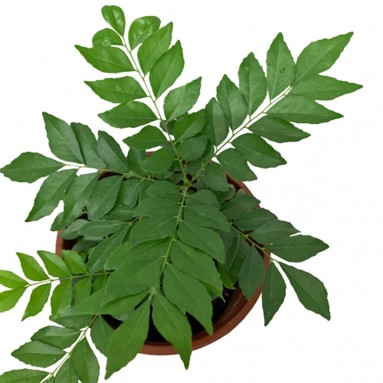 Curry Leaves 咖喱叶 (Murraya Koenigii)