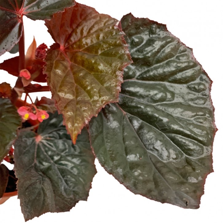 Begonia Burning Bush