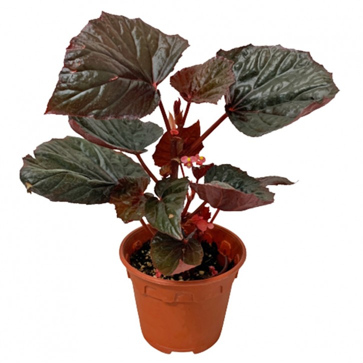 Begonia Burning Bush