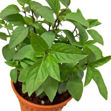 Thai Basil 泰国罗勒 (Ocimum basilicum)