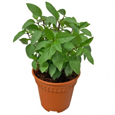 Thai Basil 泰国罗勒 (Ocimum basilicum)