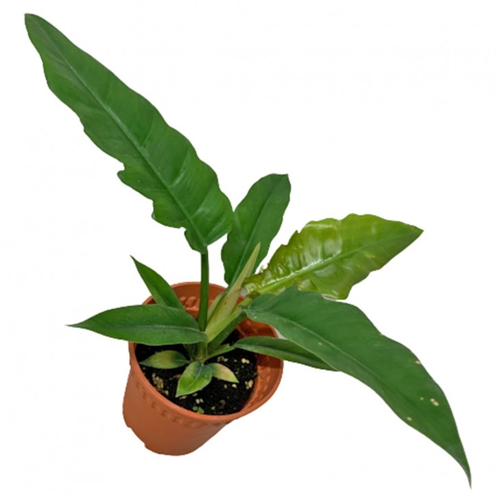 Philodendron Narrow