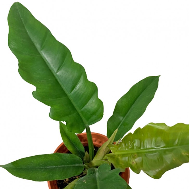 Philodendron Narrow