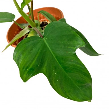 Philodendron Rudolph