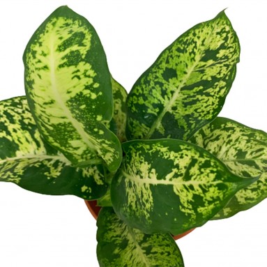 Dieffenbachia Compacta (Dumbcane)