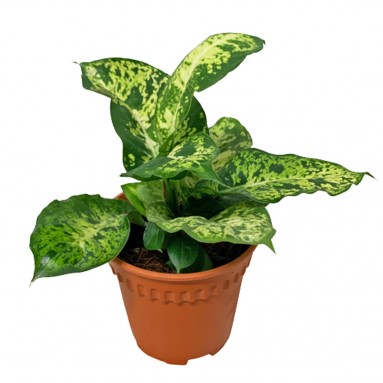 Dieffenbachia Compacta (Dumbcane)