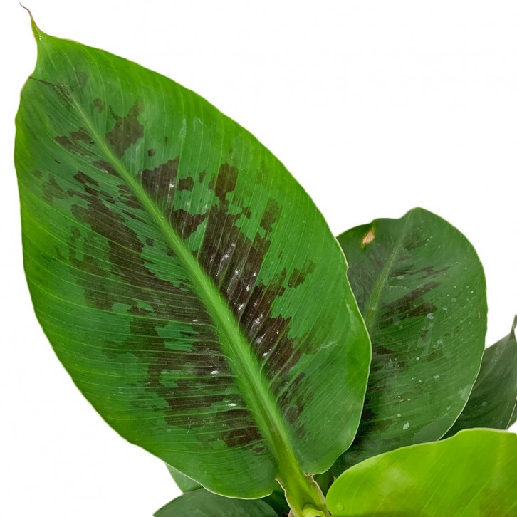 Musa Oriental (Ornamental Banana)