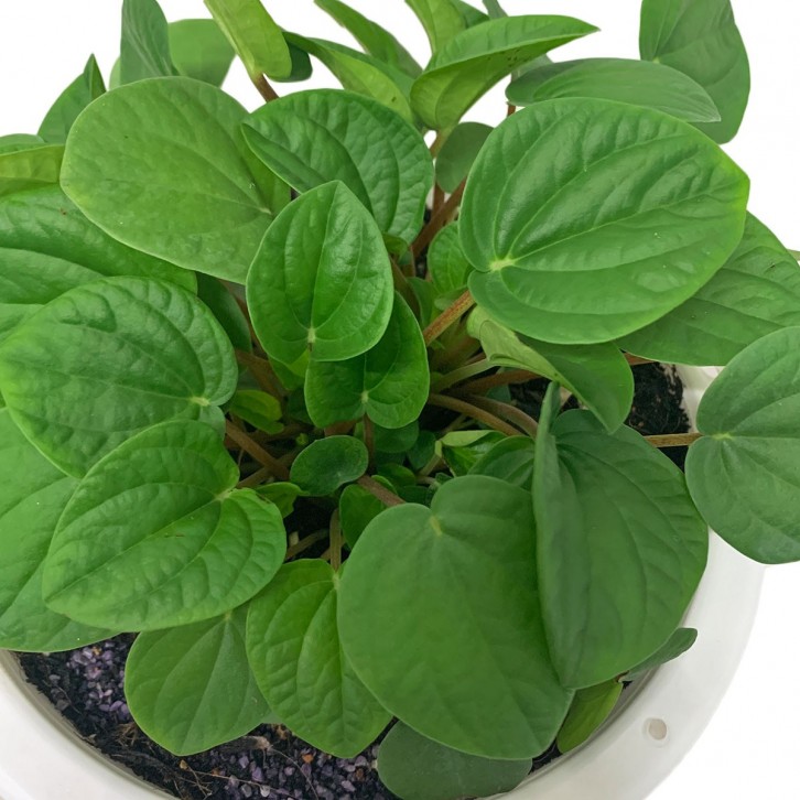 Peperomia Albovittata 'Rana Verde'