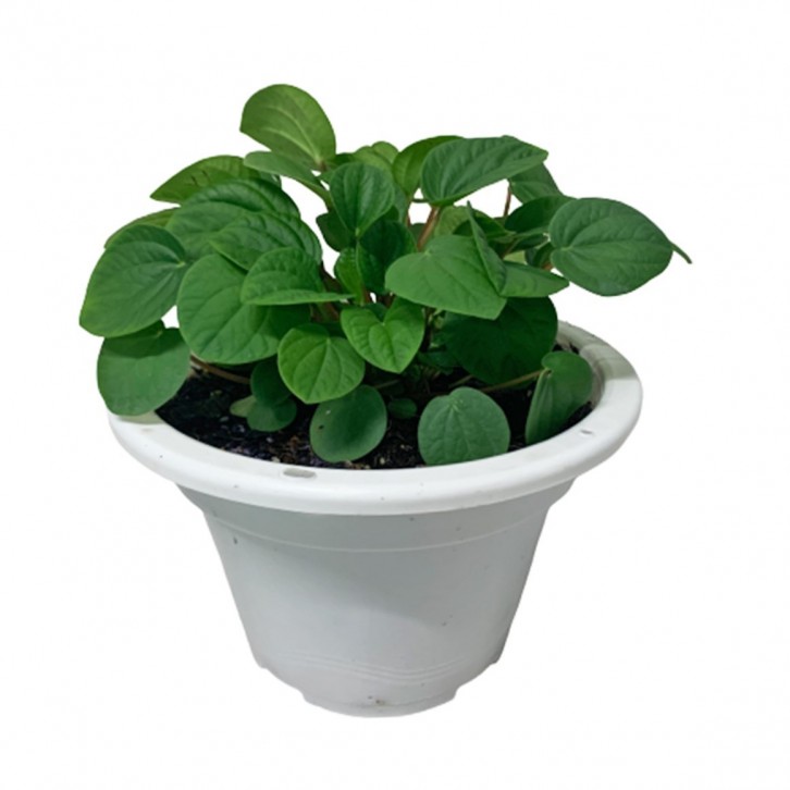 Peperomia Albovittata 'Rana Verde'