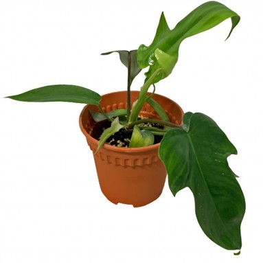 Philodendron Rudolph