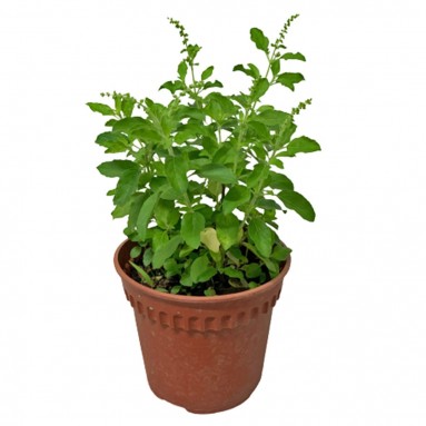 Holy Basil 圣罗勒 (Tulsi)