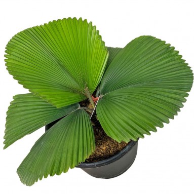Licuala Orbicularis (Parasol Palm)