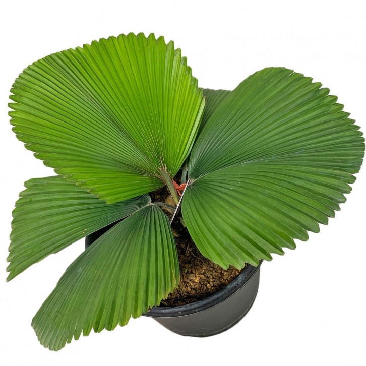 Licuala Orbicularis (Parasol Palm)
