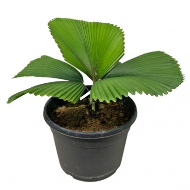 Licuala Orbicularis (Parasol Palm)
