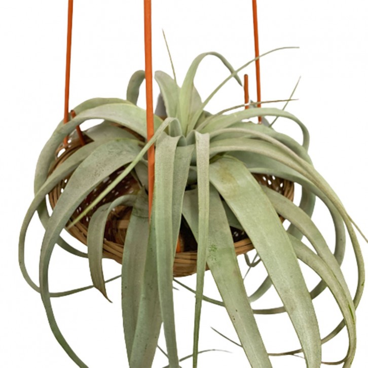 Tillandsia Xerografica (Air Plant)