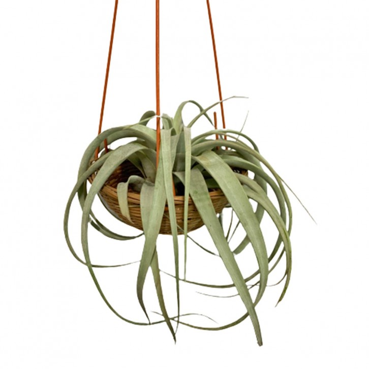 Tillandsia Xerografica (Air Plant)
