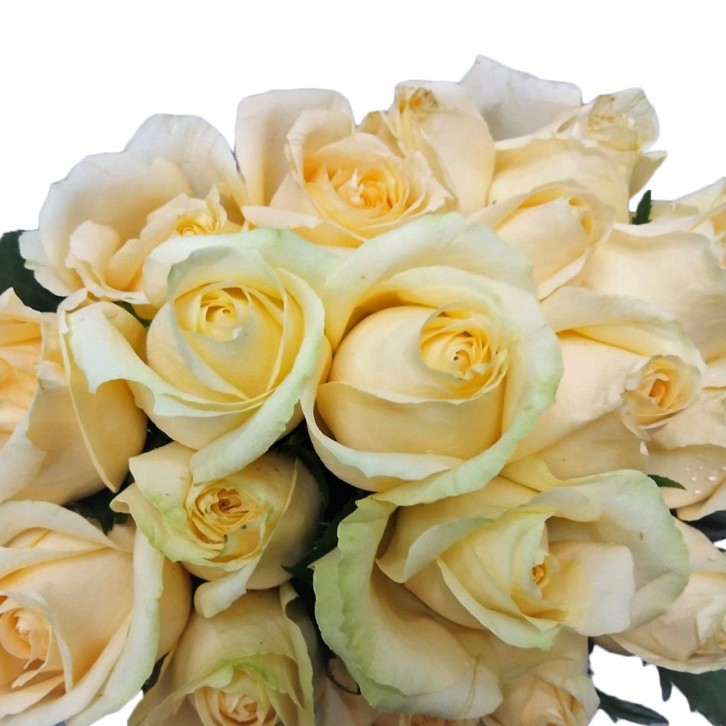 FreshCut Rose