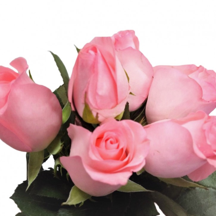 FreshCut Rose