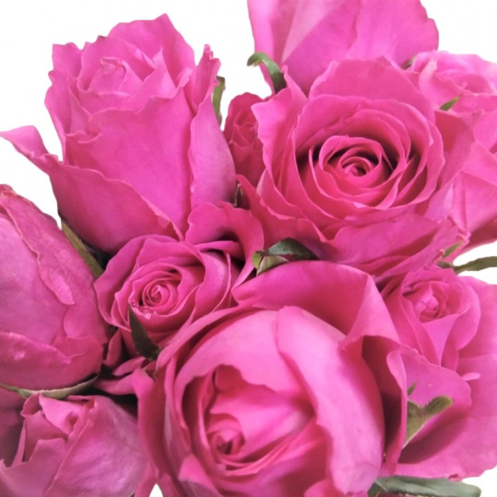 FreshCut Rose