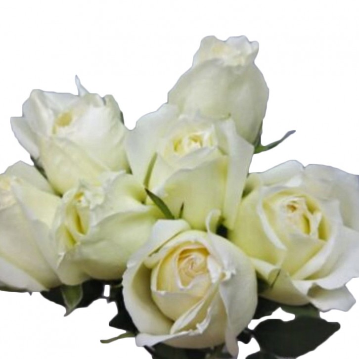 FreshCut Rose
