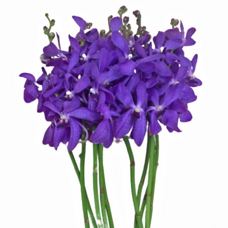 FreshCut Orchids