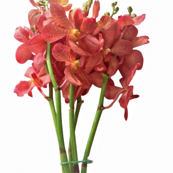 FreshCut Orchids