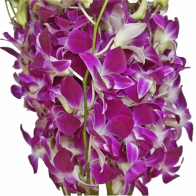 FreshCut Orchids