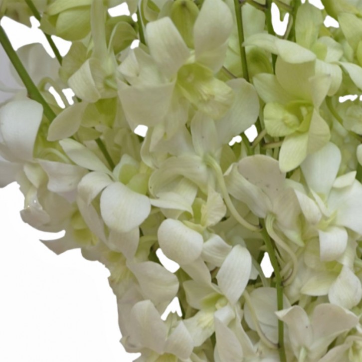 FreshCut Orchids
