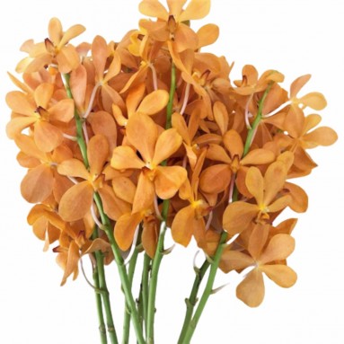 FreshCut Orchids