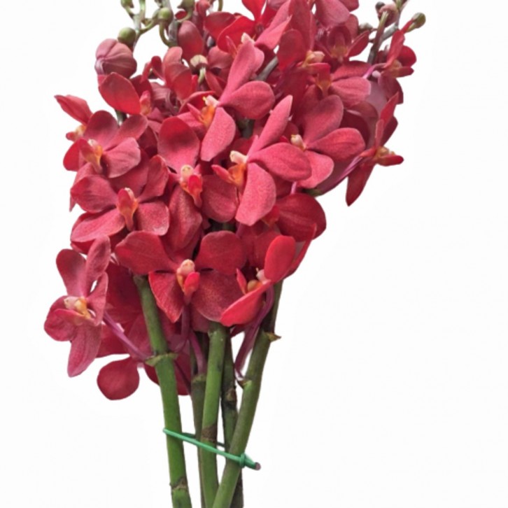 FreshCut Orchids