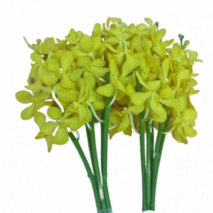 FreshCut Orchids
