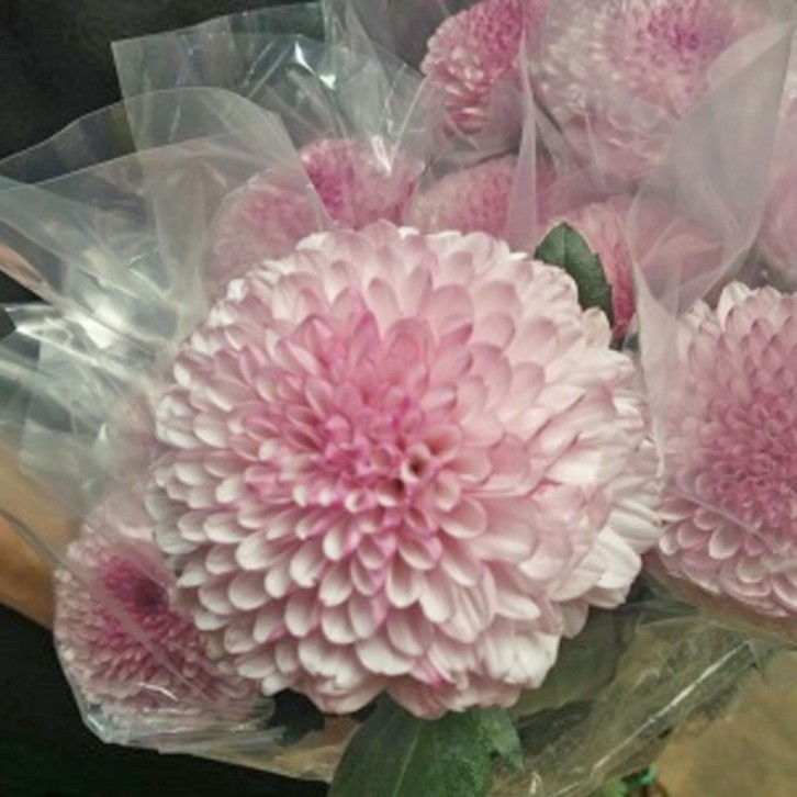 FreshCut Chrysanthemum Ping Pong