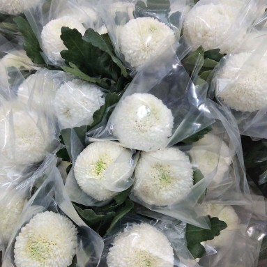 FreshCut Chrysanthemum Ping Pong