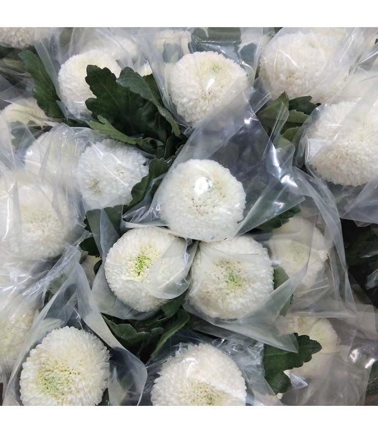 FreshCut Chrysanthemum Ping Pong