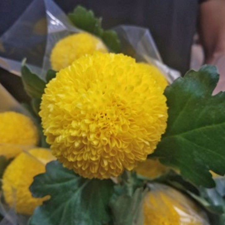 FreshCut Chrysanthemum Ping Pong