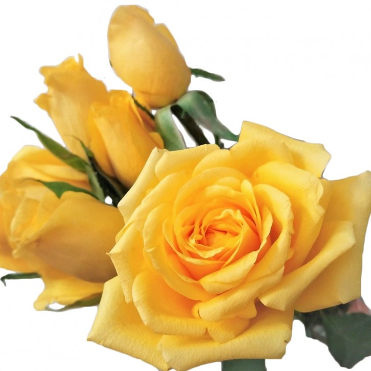FreshCut Rose